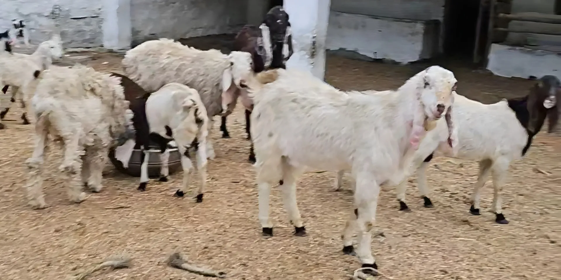 HAS Dairy Farm
